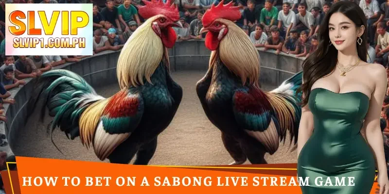 sabong-live-stream-how-to-bet